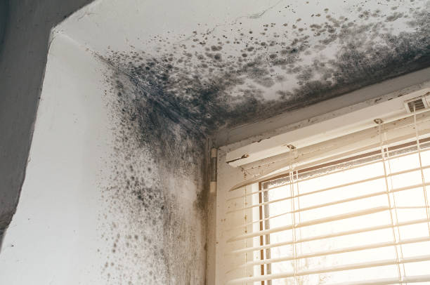 Affordable Black Mold Remediation solutions in Commerce City, CO