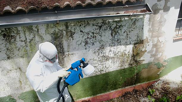 Top rated local Black Mold Remediation specialists in Commerce City, CO